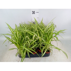 Chlorophytum cos. 'Atlantic'