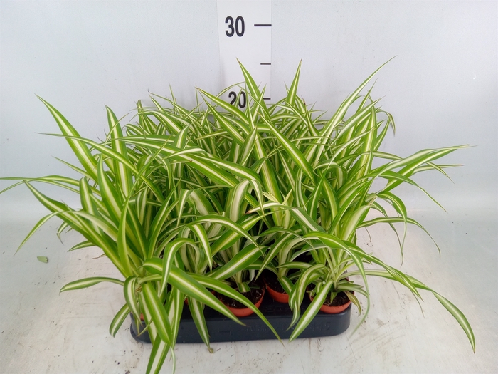 <h4>Chlorophytum cos. 'Atlantic'</h4>