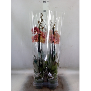 Phalaenopsis  'Ant Toulon'