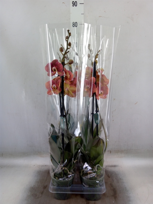 <h4>Phalaenopsis  'Ant Toulon'</h4>