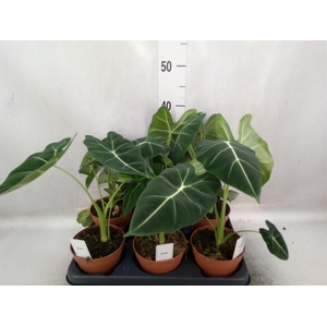 Alocasia   ...