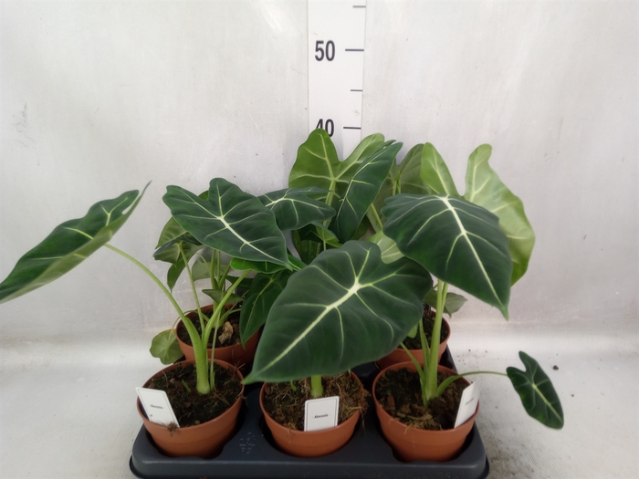 Alocasia   ...