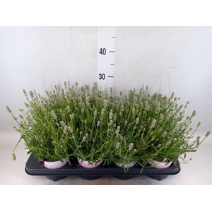 Lavandula angus. 'Rosea'
