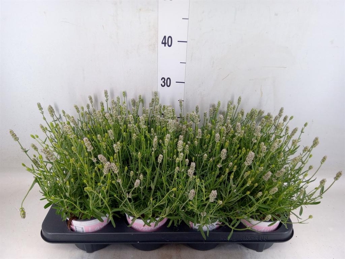 <h4>Lavandula angus. 'Rosea'</h4>