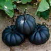 Sier Cuc P Black Cat X8
