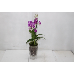 COQ. PLANTAS ORN. T4