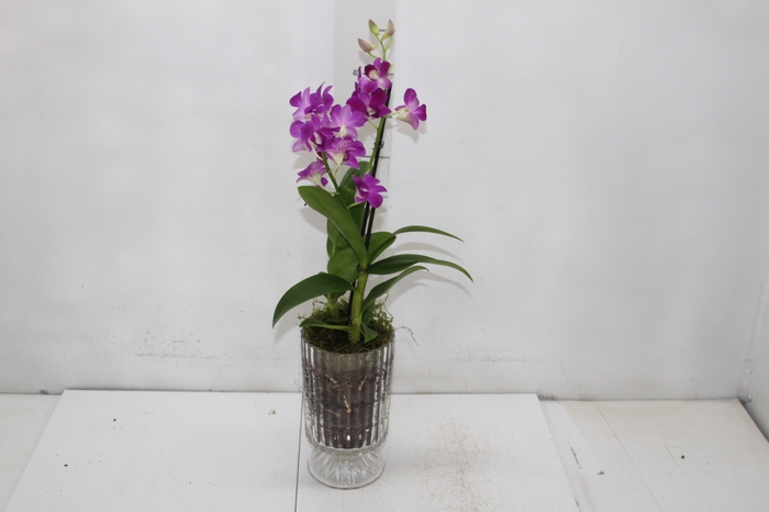 <h4>COQ. PLANTAS ORN. T4</h4>
