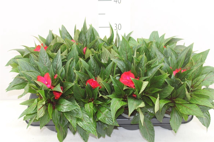 Impatiens Ng Rood