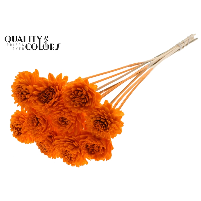 <h4>Shola Zinia 6cm on stem Orange</h4>