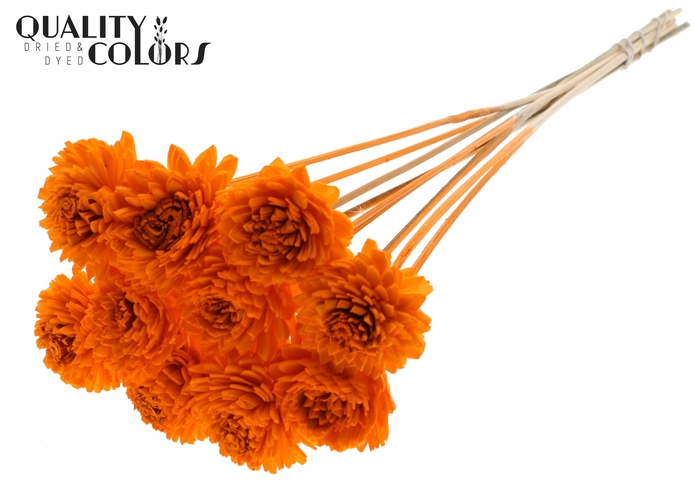 Shola Zinia 6cm on stem Orange