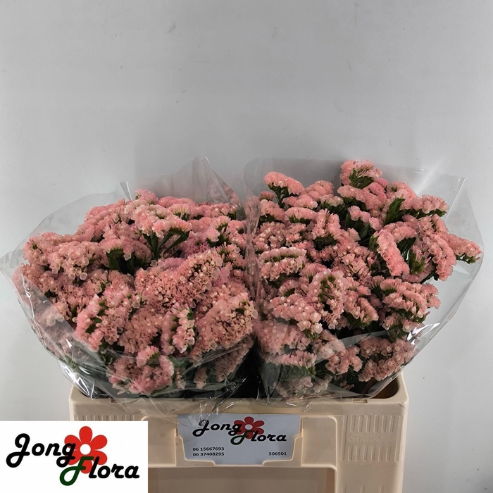 <h4>Lim S Peach Wings</h4>