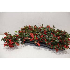 Gaultheria P V Berry