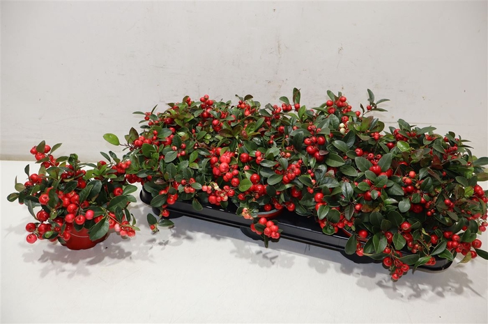 <h4>Gaultheria P V Berry</h4>