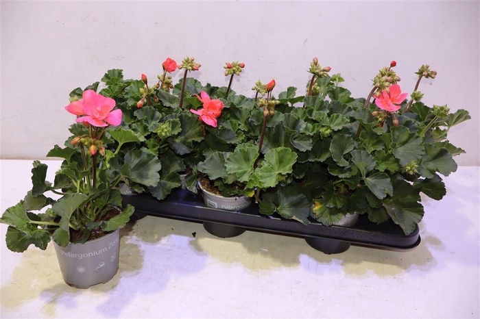 <h4>Pel Zon Tos Si Lisa</h4>