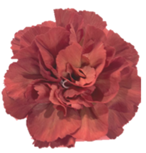 <h4>Di St Alhambra Orange 65cm CO</h4>