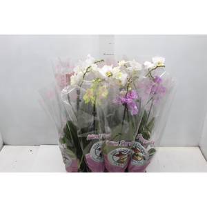 PHALAENOPSIS MINI P09
