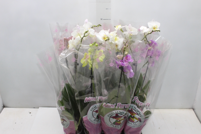 <h4>PHALAENOPSIS MINI P09</h4>