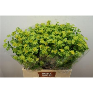 Bupleurum Rotundifol