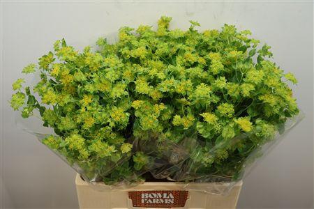 <h4>Bupleurum Rotundifol</h4>