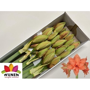 HIPP DG FLAM MAJESTY