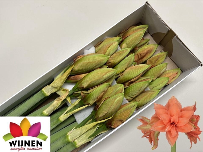 <h4>HIPP DG FLAM MAJESTY</h4>