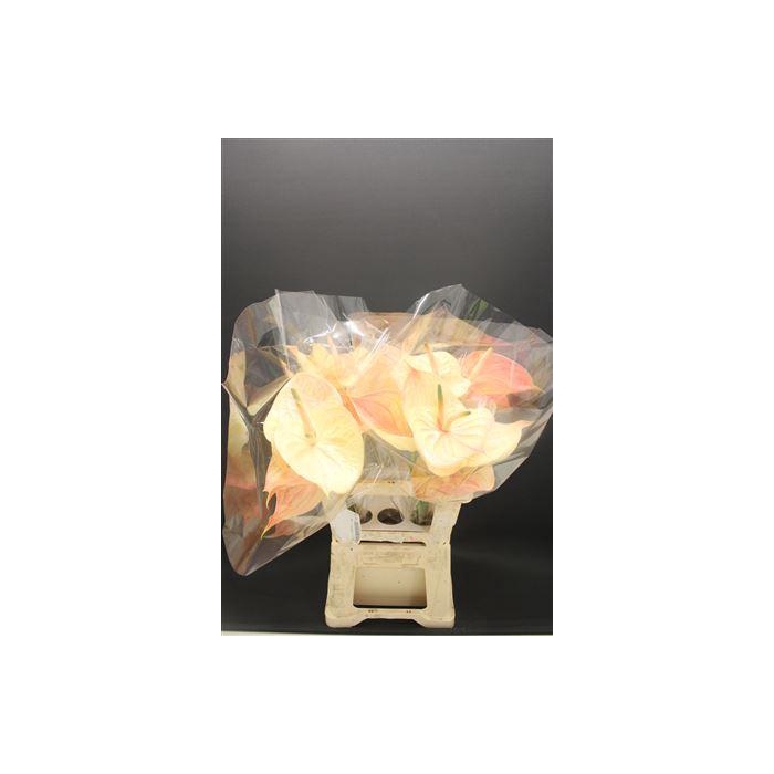 <h4>Anthurium Nunzia</h4>