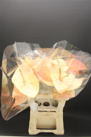 Anthurium Nunzia