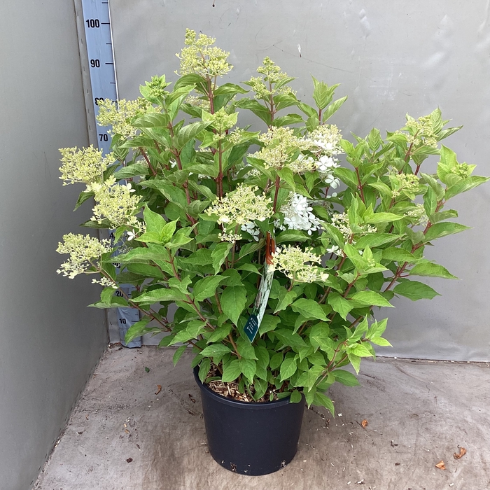 <h4>HYDR PANICULATA</h4>