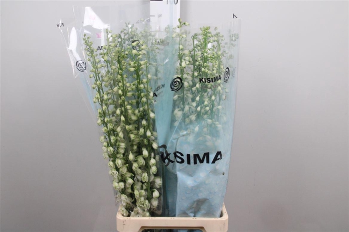 <h4>Delph Du Guard White</h4>