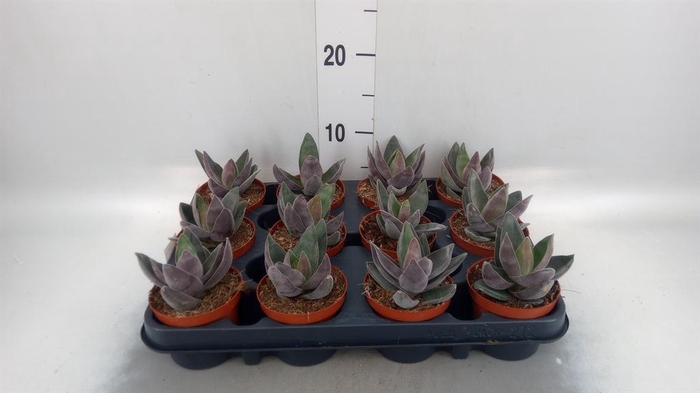 <h4>Crassula  'Garnet Lotus'</h4>