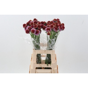 SCAB AT F SCOOP B PI