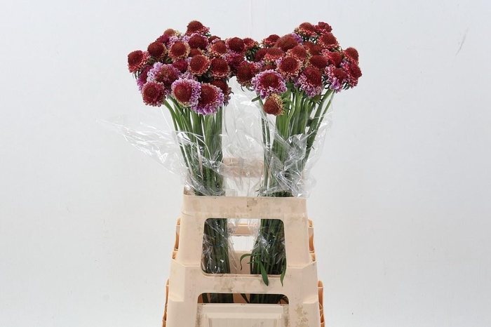 <h4>SCAB AT F SCOOP B PI</h4>