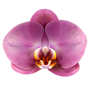 Phalaenopsis Honey Peach - 2 tak 60cm basic