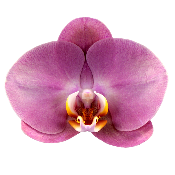 <h4>Phalaenopsis Honey Peach - 2 tak 60cm basic</h4>