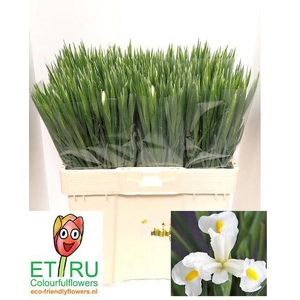 IRIS WHITE MAGIC