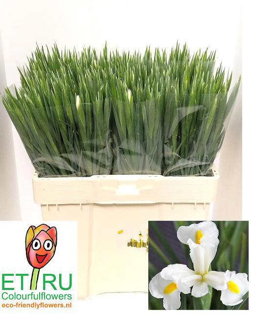 <h4>IRIS WHITE MAGIC</h4>