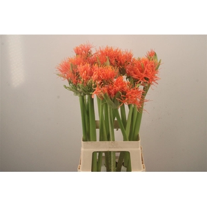 Scad M King O Orange