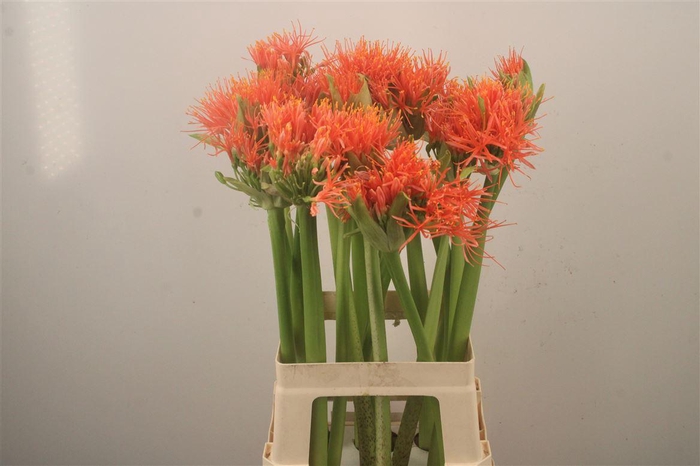 <h4>Scad M King O Orange</h4>