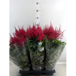 Astilbe arendsii 'Drum and Bass'