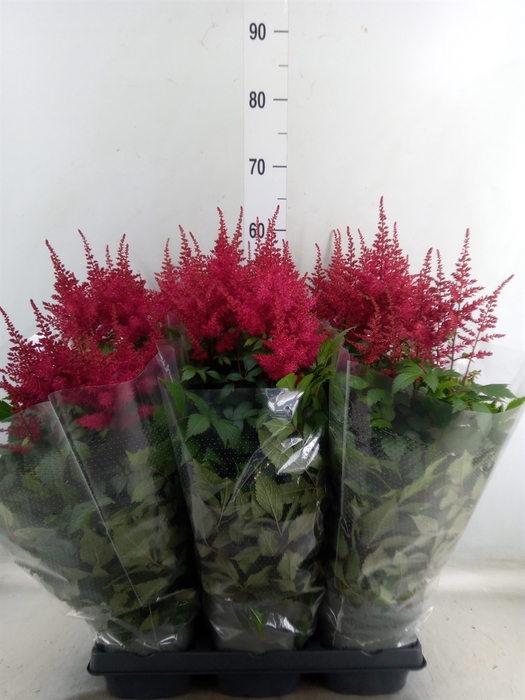 <h4>Astilbe arendsii 'Drum and Bass'</h4>