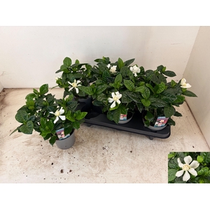 GARDENIA JASMINOIDES