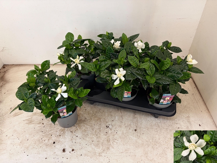 <h4>GARDENIA JASMINOIDES</h4>