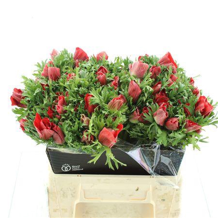 <h4>Anem Co Mar Red</h4>