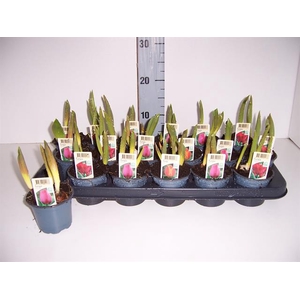 Tulpen mix 9Ø 15cm 2pp