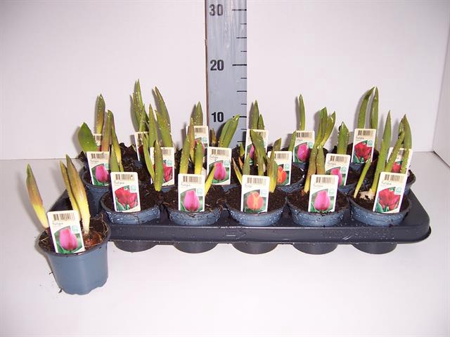Tulpen mix 9Ø 15cm 2pp