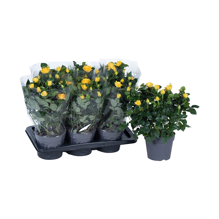 <h4>Nolina Roses Ø 17 cm Yellow Blanco sleeve</h4>