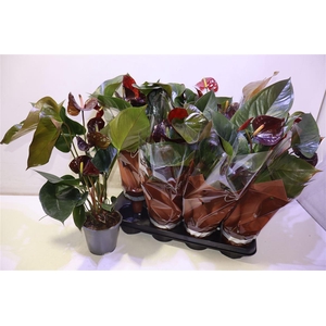 arr8 Anthu An Essencia