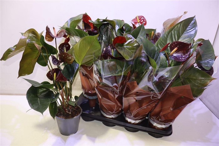 <h4>arr8 Anthu An Essencia</h4>