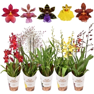 ORCHIDEEEN OVERIG