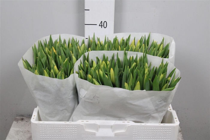 <h4>Tu En Strong Gold</h4>